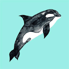 W160 Killer Whale Watercolour Design Block